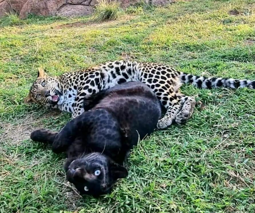 Pumbaa Wildlife Park & Accommodation 内尔斯普雷特 外观 照片